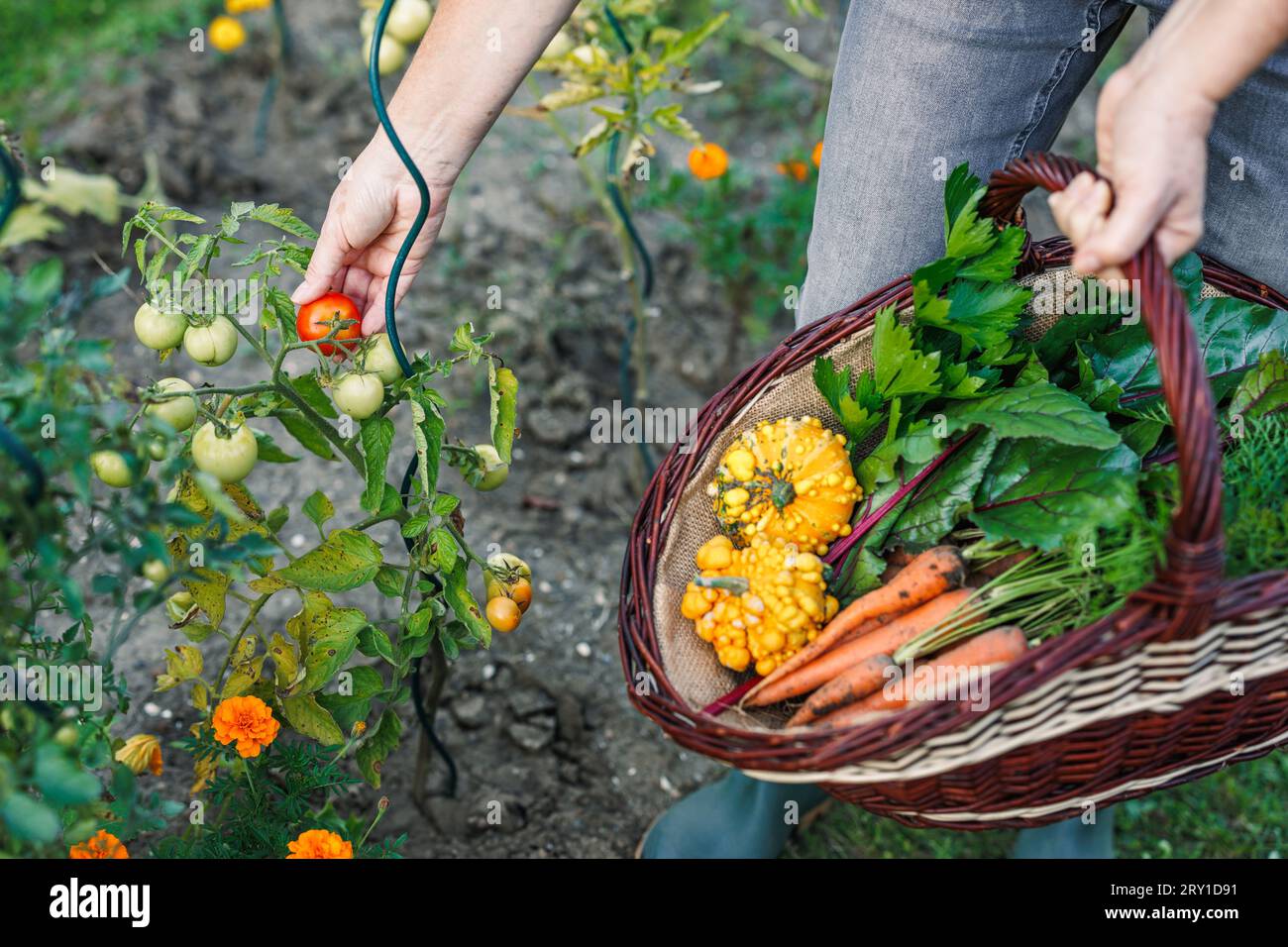 Farmer picking tomato in garden. Harvesting vegetable into wicker basket at organic farm Stock Photo