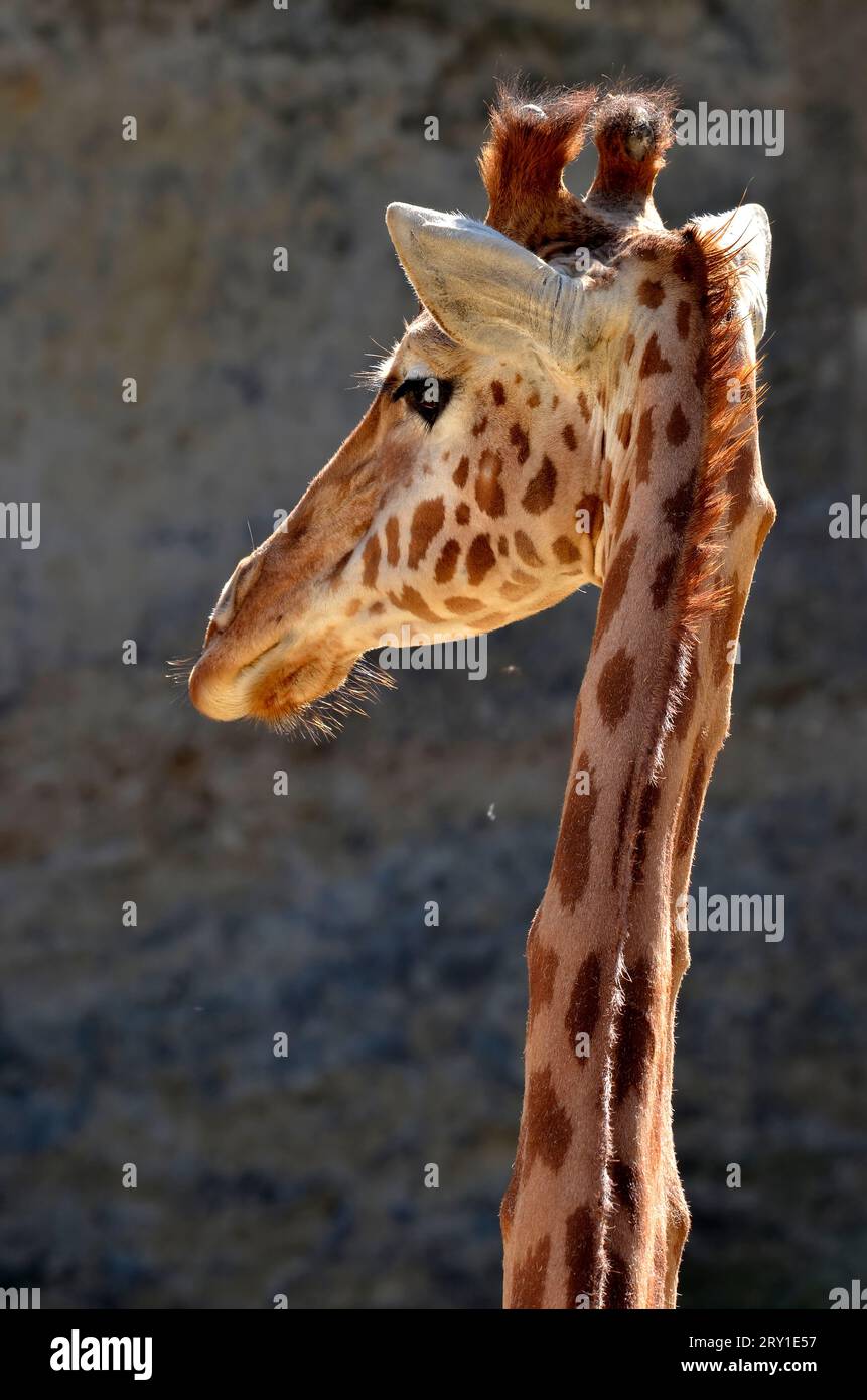 Portrait of giraffe (Giraffa camelopardalis) seen from behind Stock Photo