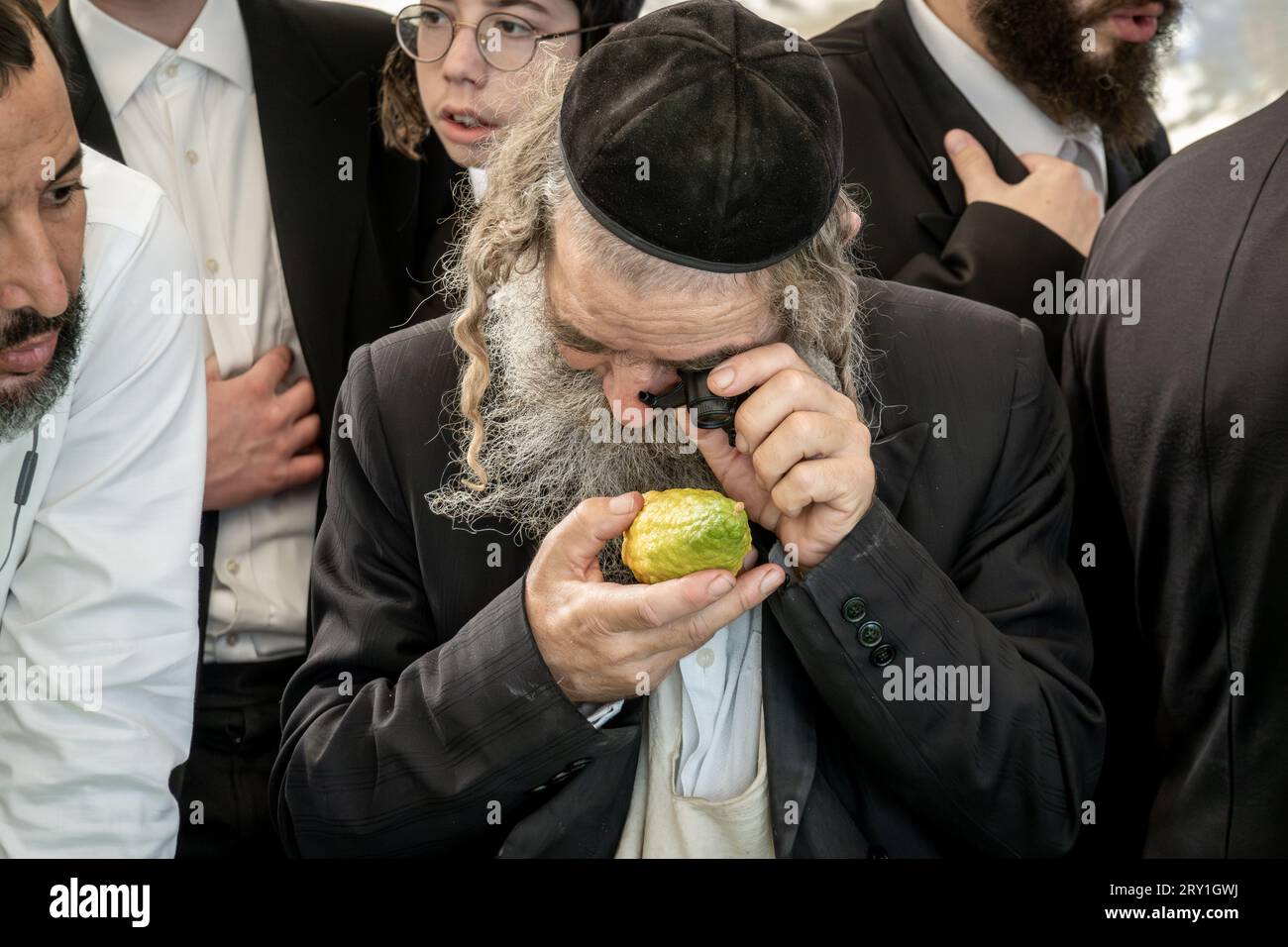 Jerusalem, Israel. 28th September, 2023. Jewish religious men meticulously inspect an etrog, the fruit of a citron tree and one of the 'Four Species' as ordered in Leviticus 23:40, near Shuk Mahane Yehuda Market. Any slight imperfection invalidates the fruit. Preparations are underway for Sukkot, the Jewish Feast of Tabernacles. Credit: Nir Alon/Alamy Live News. Stock Photo