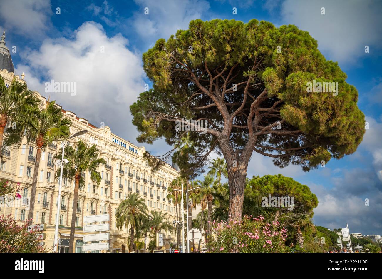 Aleppo pine (Pinus halepensis) trees outside the luxury Carlton Hotel in Cannes, France. One of the most iconic hotels on the French Riviera, it has h Stock Photo