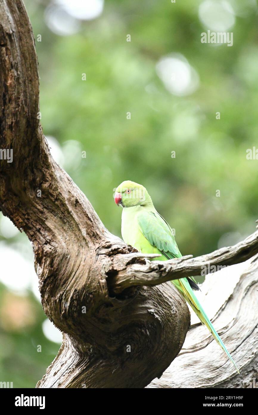 Roman Parakeets Parakeet species hi-res stock photography and images - Alamy