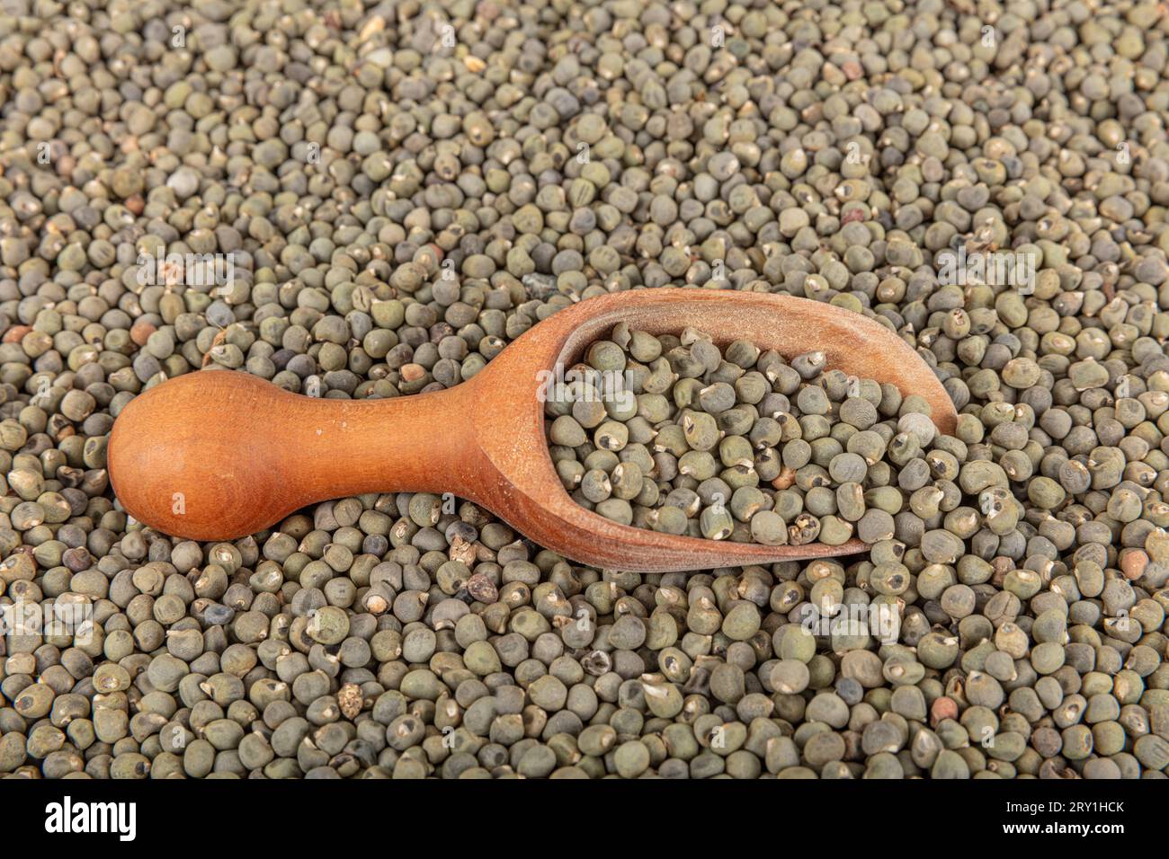 Okra seeds, large quantity of organic okra seeds. Detail of dried okra