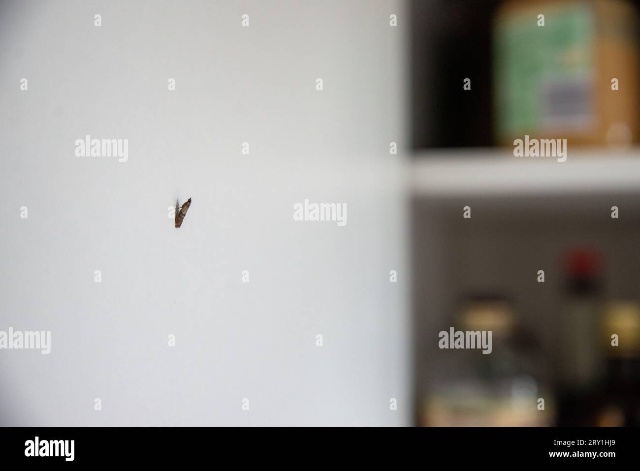 Indianmeal moth larvae, Plodia interpunctella. Also known as weevil moth, pantry moth, flour