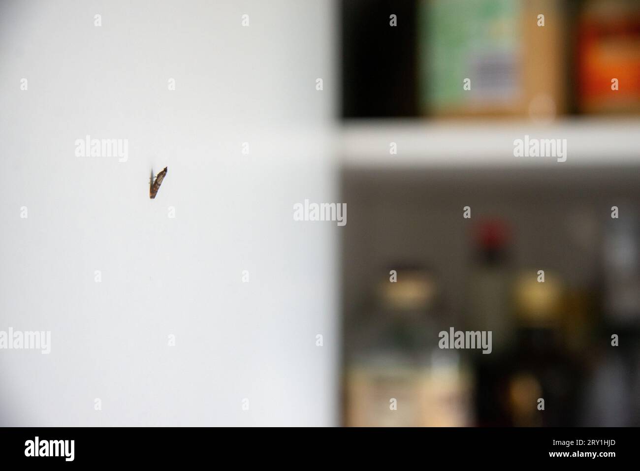 Indianmeal moth larvae, Plodia interpunctella. Also known as weevil moth, pantry moth, flour