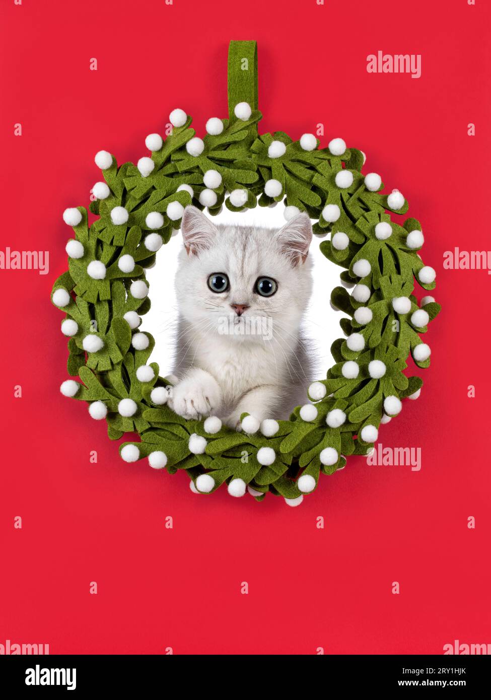 Adorable silver shaded British Shorthair cat kitten, sitting with head throught green christmas wrath. Looking towards camera. Isolated on a solid red Stock Photo