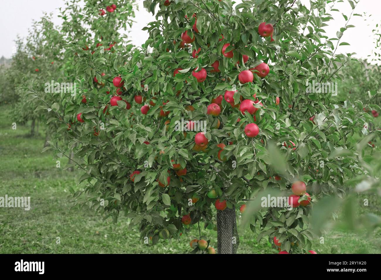 Ripe Apples in the Apple Orchard before Harvesting. Big Red delicious