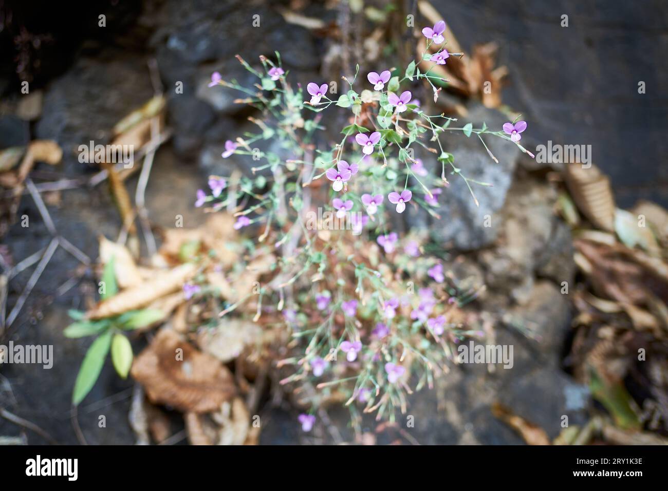 Kilwar, known as canscoria diffusia in Karnala Bird Sanctuary, Maharashtra, India Stock Photo