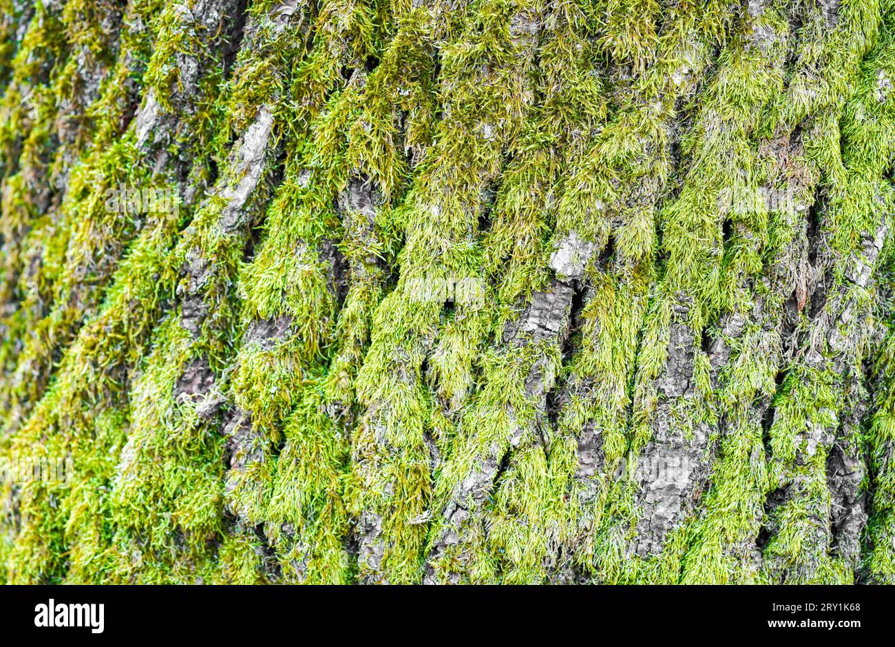 Tree bark with green moss closeup. Stock Photo