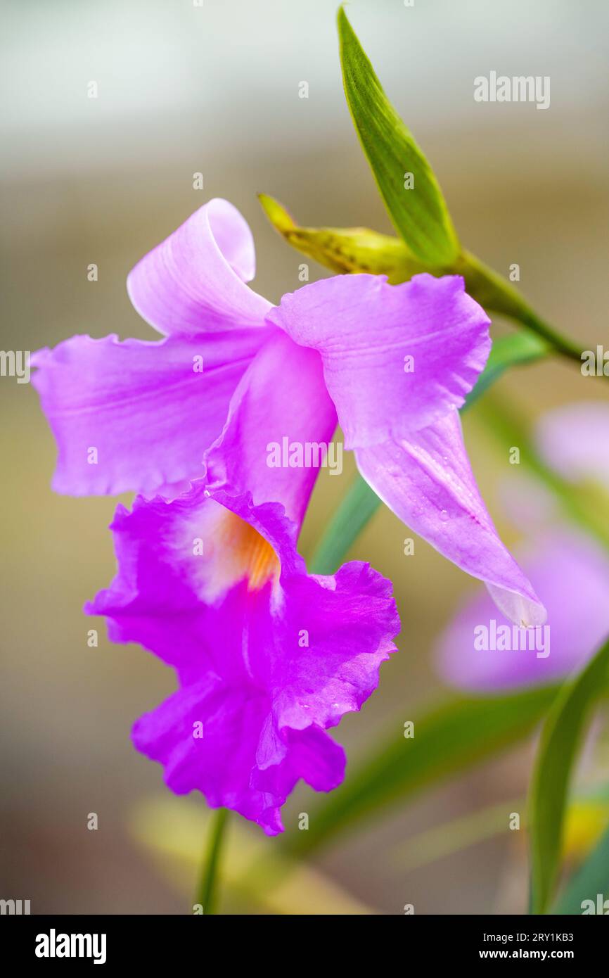 Fine pink flowers of the iris. Flowering plant close-up. Stock Photo