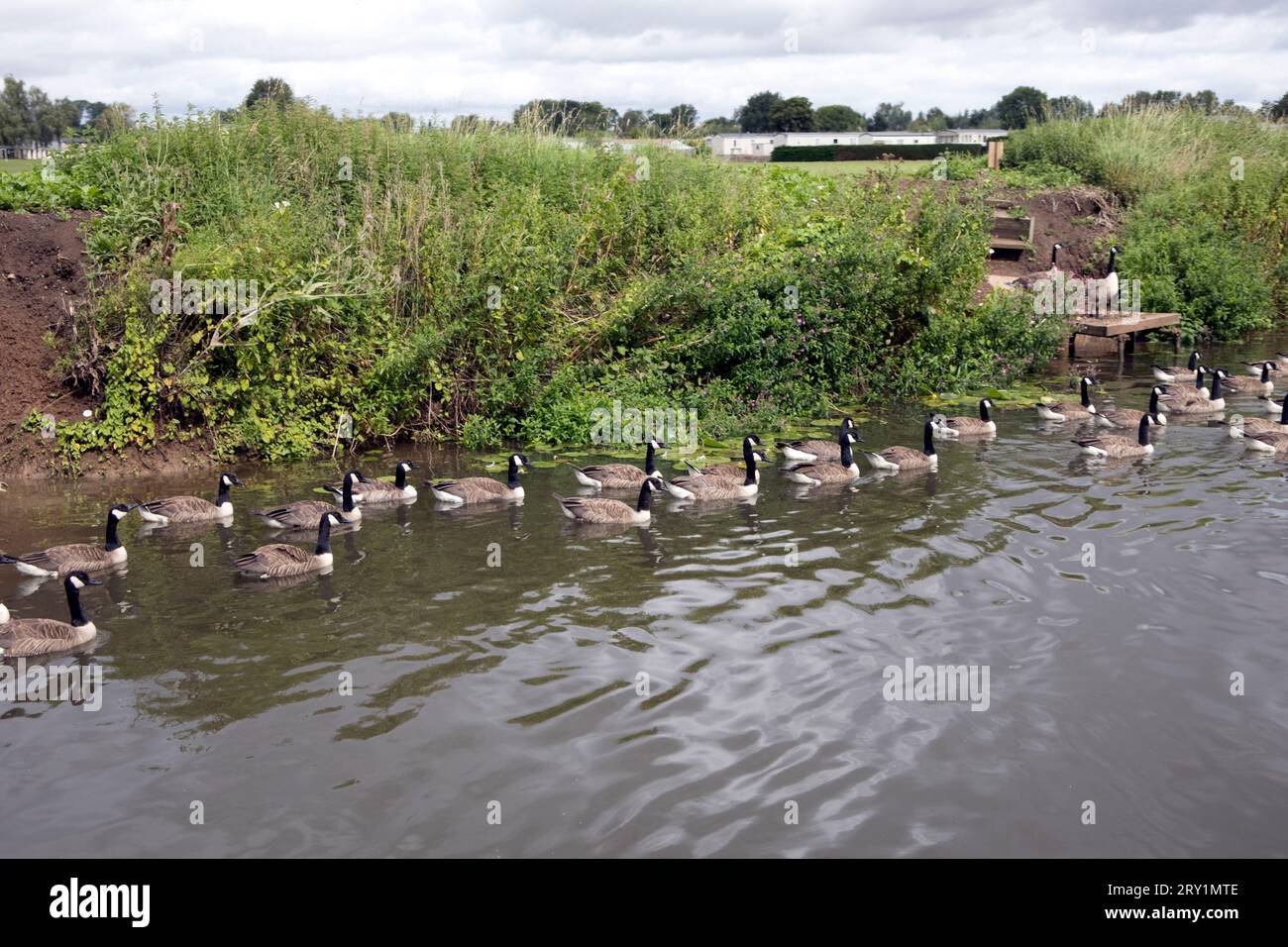 Flock of non-native Canada geese Branta canadensis on River Avon near Evesham UK Stock Photo