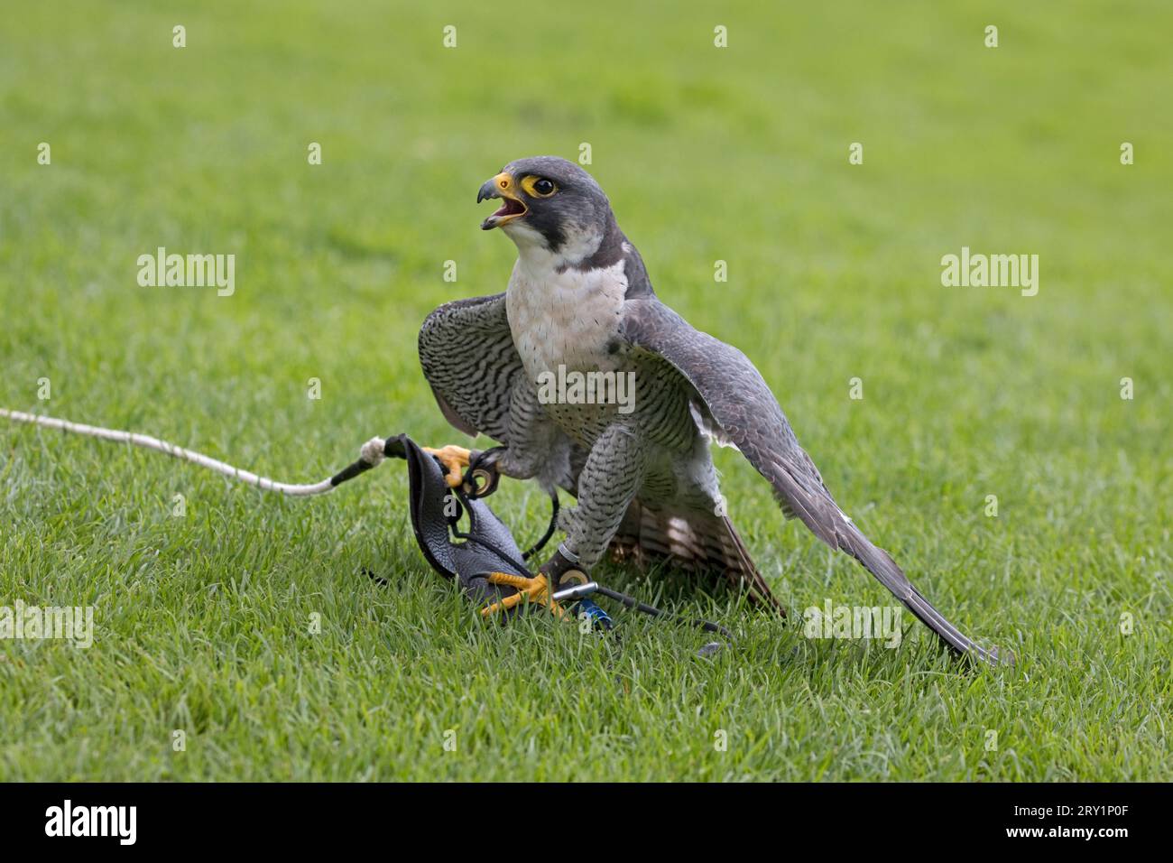 Captive Peregrine falcon Falco peregrinus with lure at Cotswold Falconry Centre at Batsford Gloucestershire  UK Stock Photo