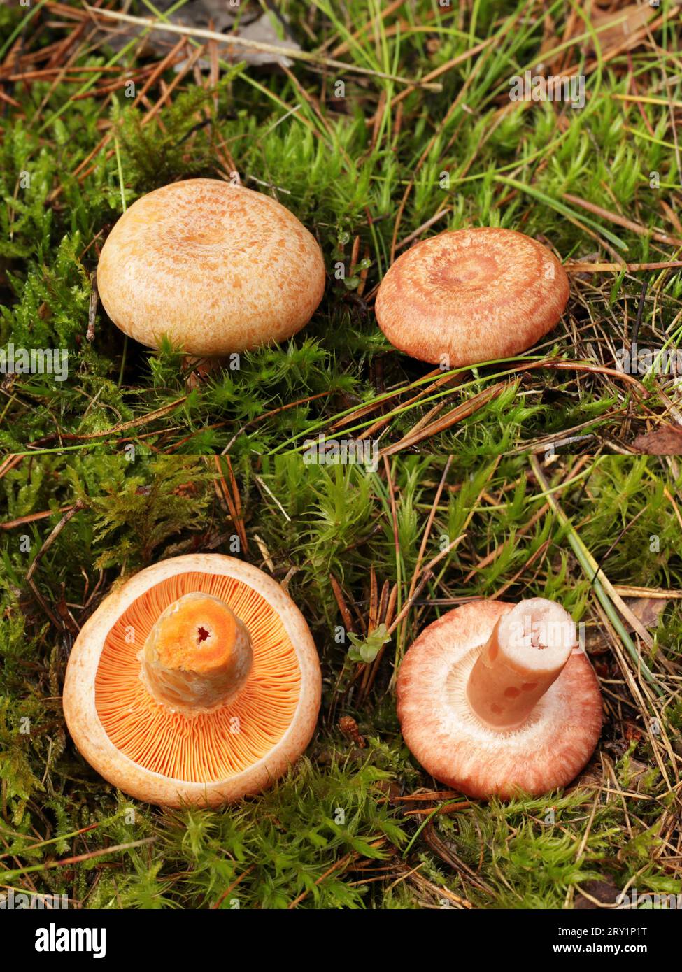 On the left is the tasty and edible saffron milk cap mushroom, and on the right is the conditionally edible woolly milkcap. Stock Photo