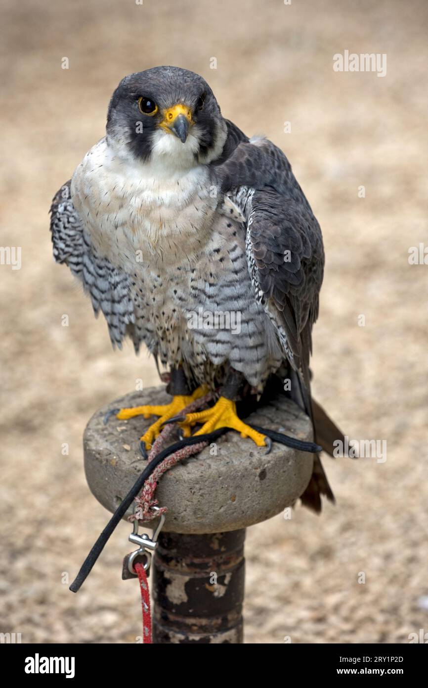 Captive Peregrine falcon Falco peregrinus sitting on perch Cotswold Falconry Centre at Batsford Gloucestershire  UK Stock Photo