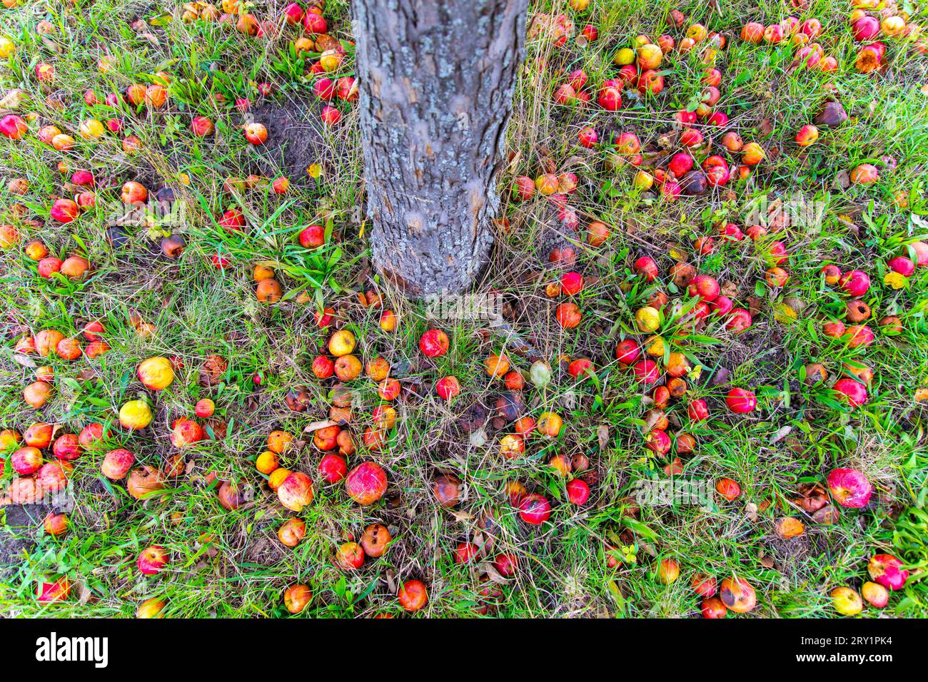 Apples on the ground Stock Photo