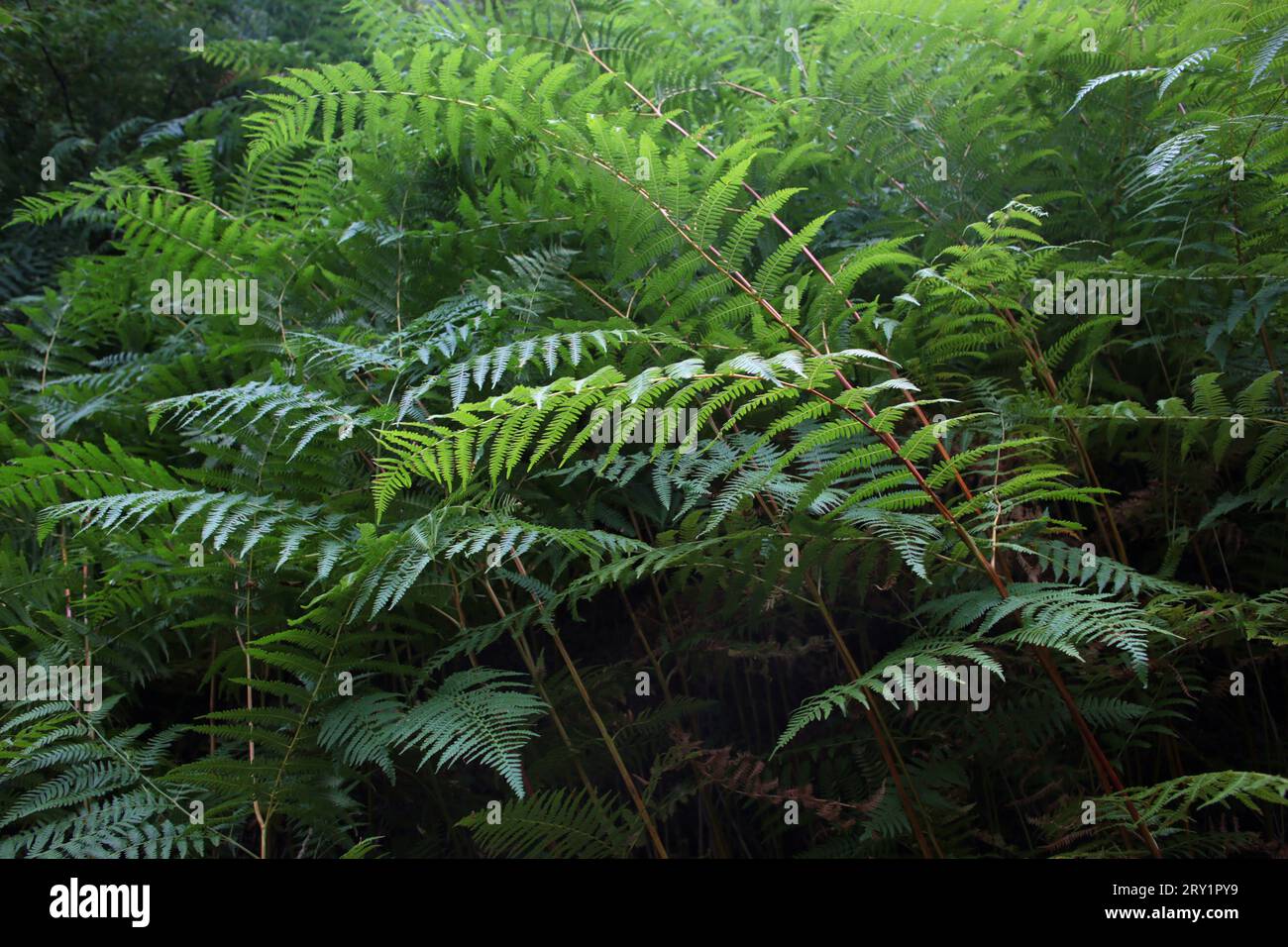 Evolution of ferns hi-res stock photography and images - Alamy