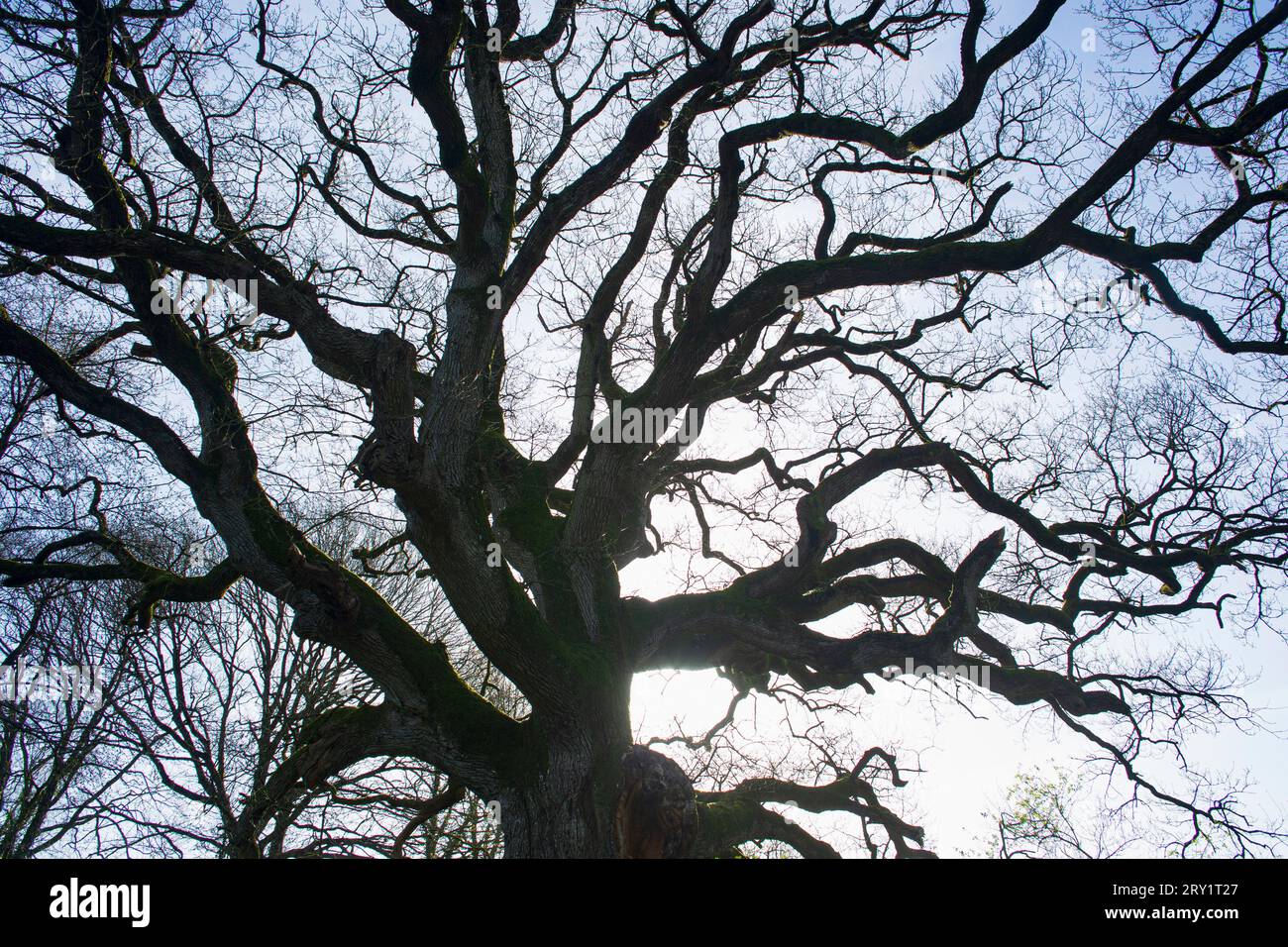 France, Plechatel, 35, Breslon oak. Stock Photo
