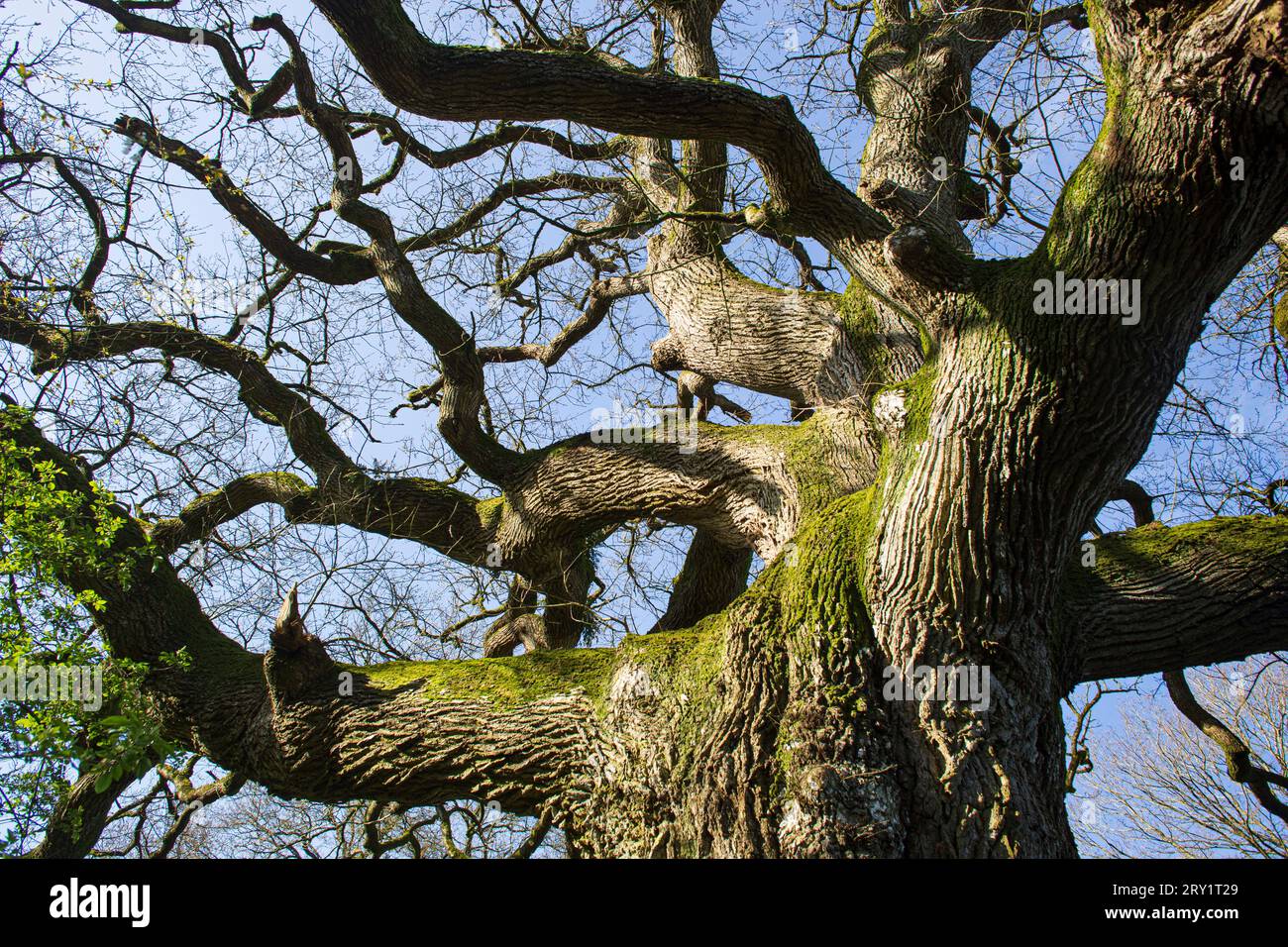 France, Plechatel, 35, Breslon oak. Stock Photo