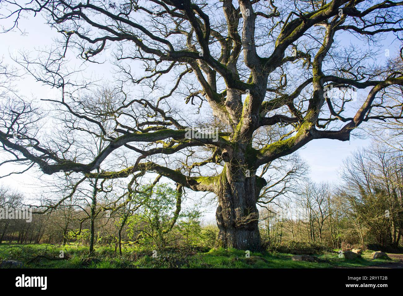 France, Plechatel, 35, Breslon oak. Stock Photo