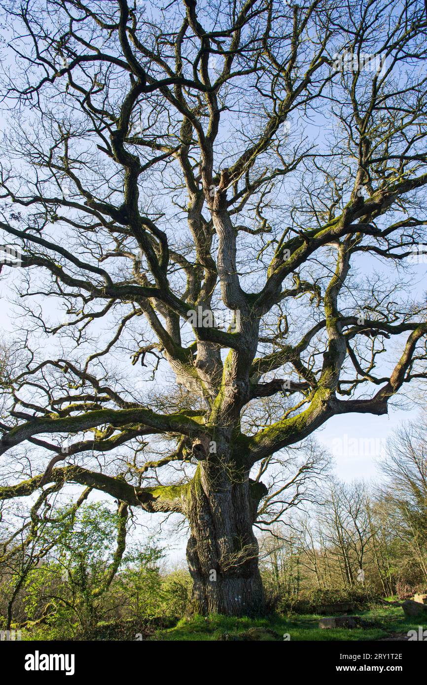France, Plechatel, 35, Breslon oak. Stock Photo