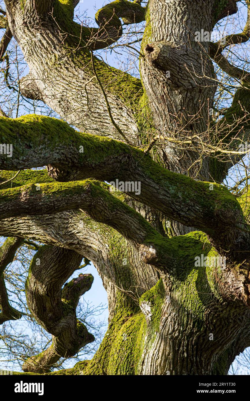 France, Plechatel, 35, Breslon oak. Stock Photo