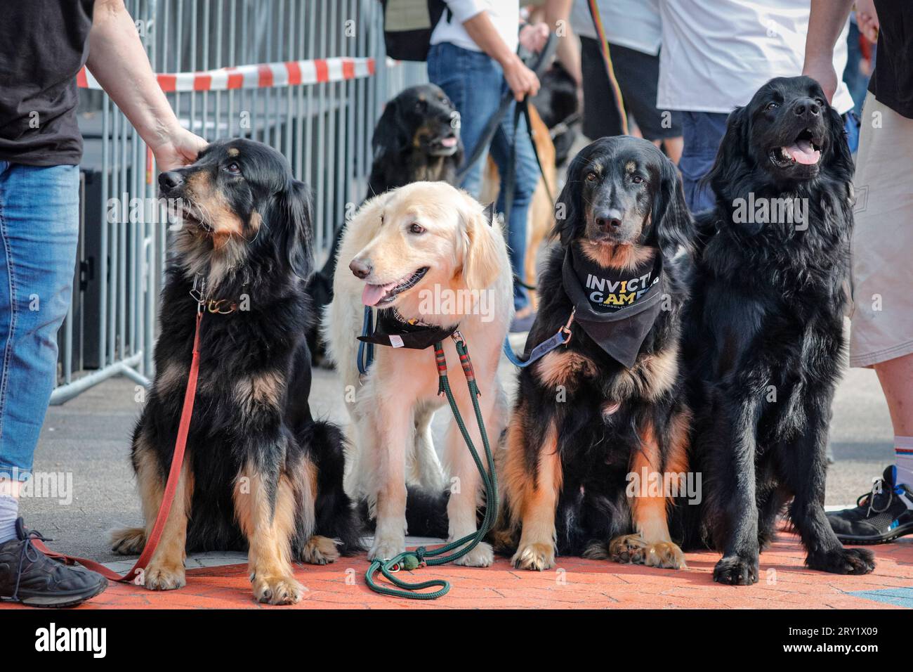 Service, assistance and therapy dogs with human companions pose at Invictus Games Düsseldorf, Germany Stock Photo
