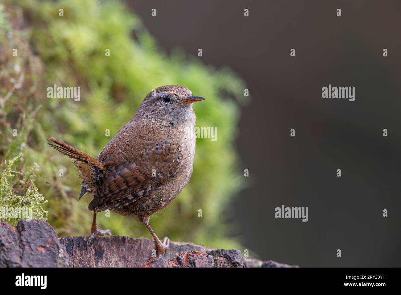 Natural close up of a UK wren bird (Troglodytes troglodytes) standing isolated on log with moss in background. Copy space to right. Stock Photo
