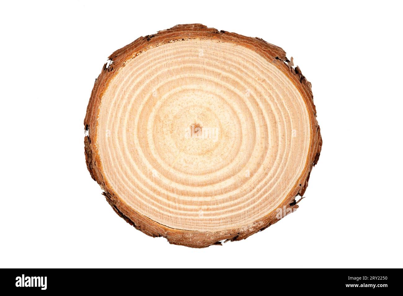 Cross section of tree trunk showing growth rings on white background