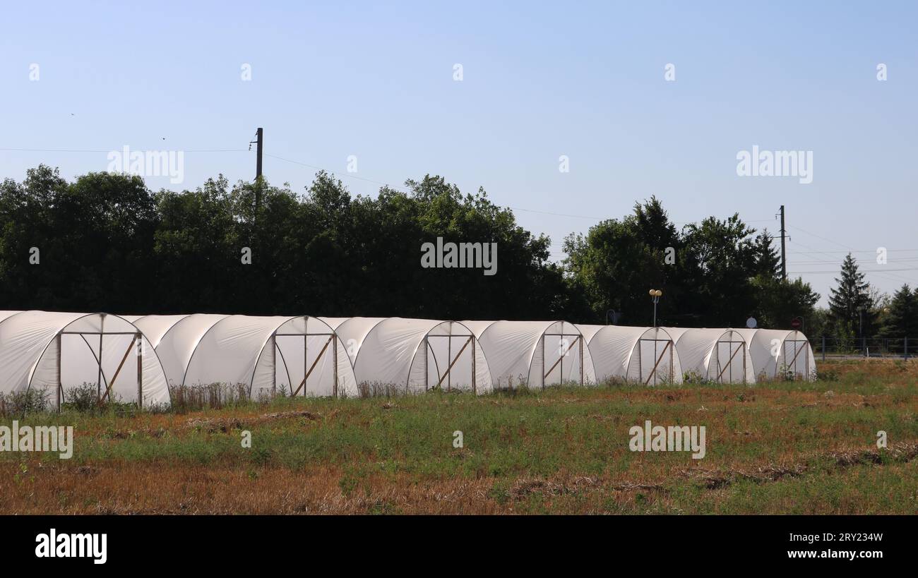 organic farm for growing crops in greenhouse complexes, built into the rural landscape, cultivation of agricultural plants indoors in a polyethylene Stock Photo