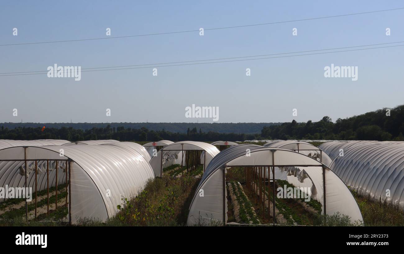 growing berries, vegetables and fruits in closed ground conditions in