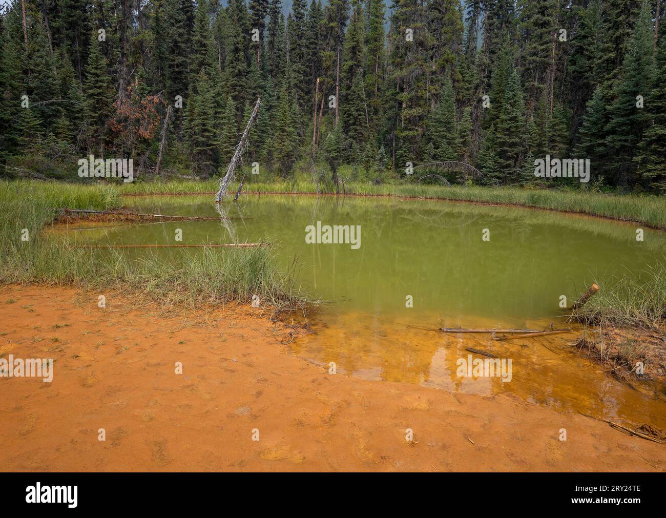 Green pond at the site of a former ochre mine in Kootenay National Park, British Columbia, Canada Stock Photo
