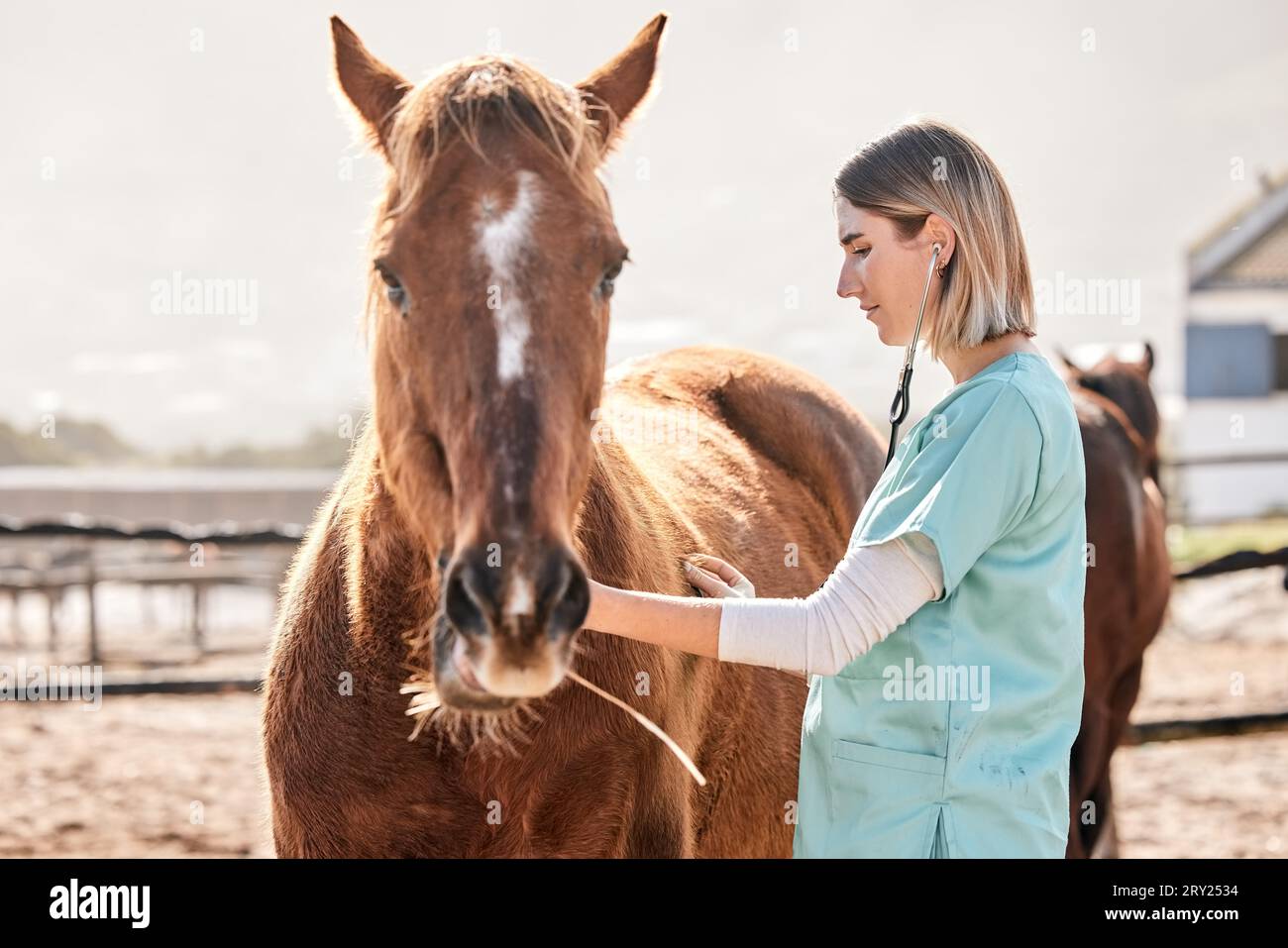 Horse doctor, stethoscope and listen at farm for health, care and