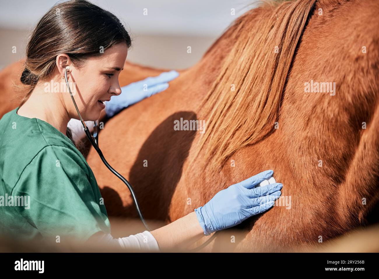Horse health monitoring hi-res stock photography and images - Alamy