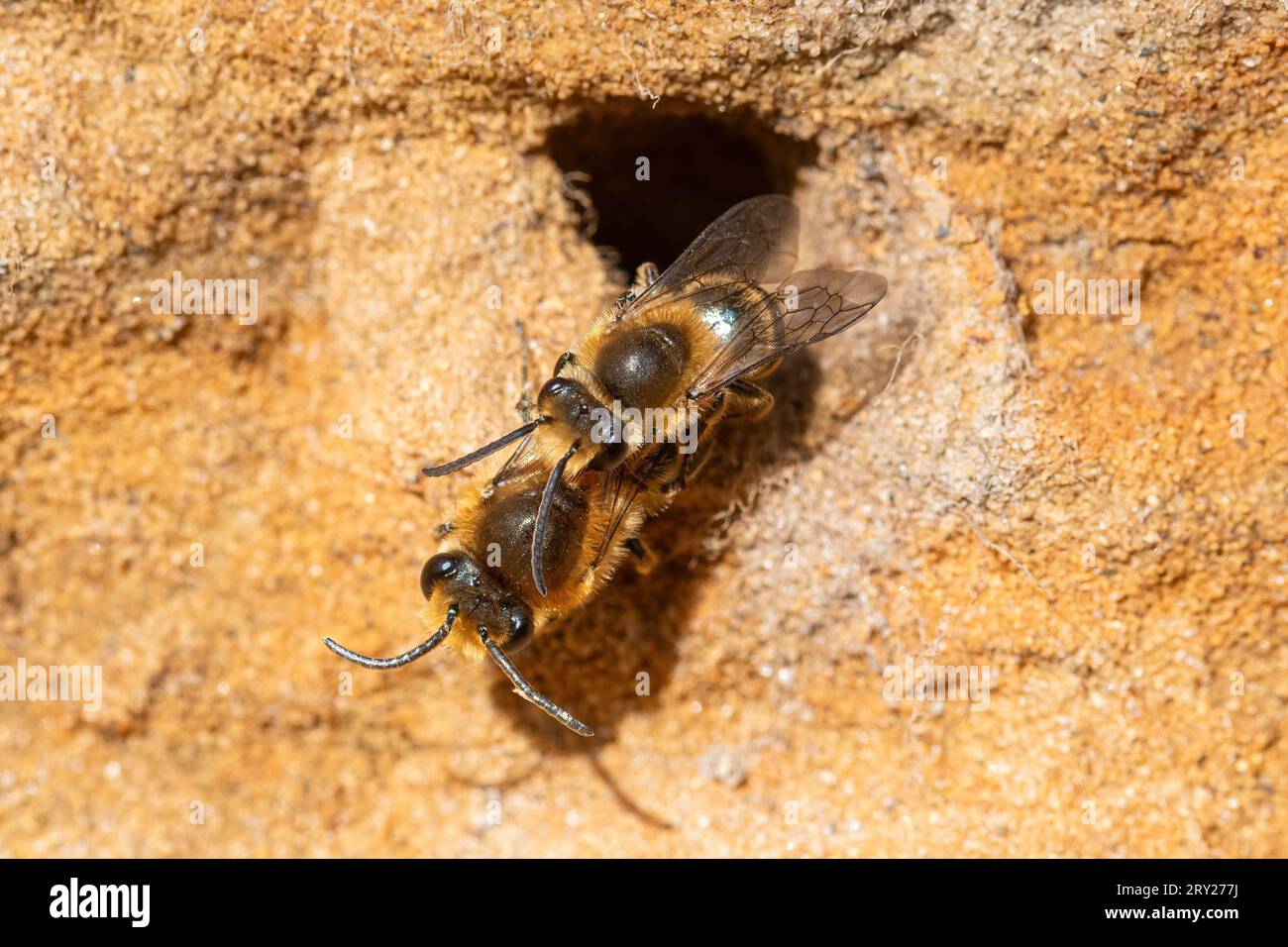 Ivy bee colony (Colletes hederae) in sandy bank on heathland in Surrey, England, UK, Ivy bees around nest hole Stock Photo