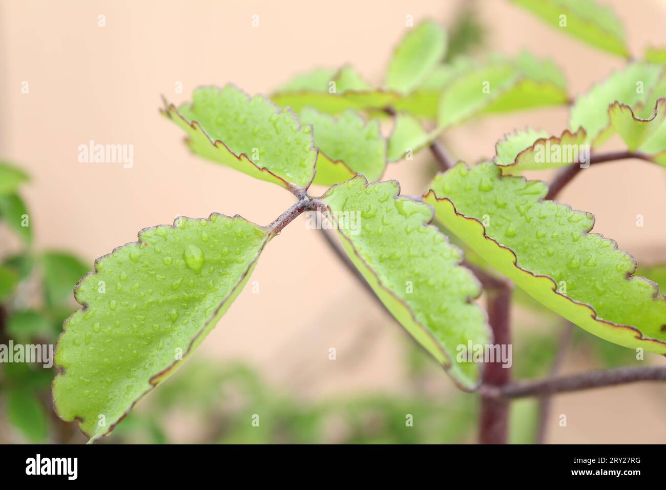 The green leaves in the rainy day Stock Photo