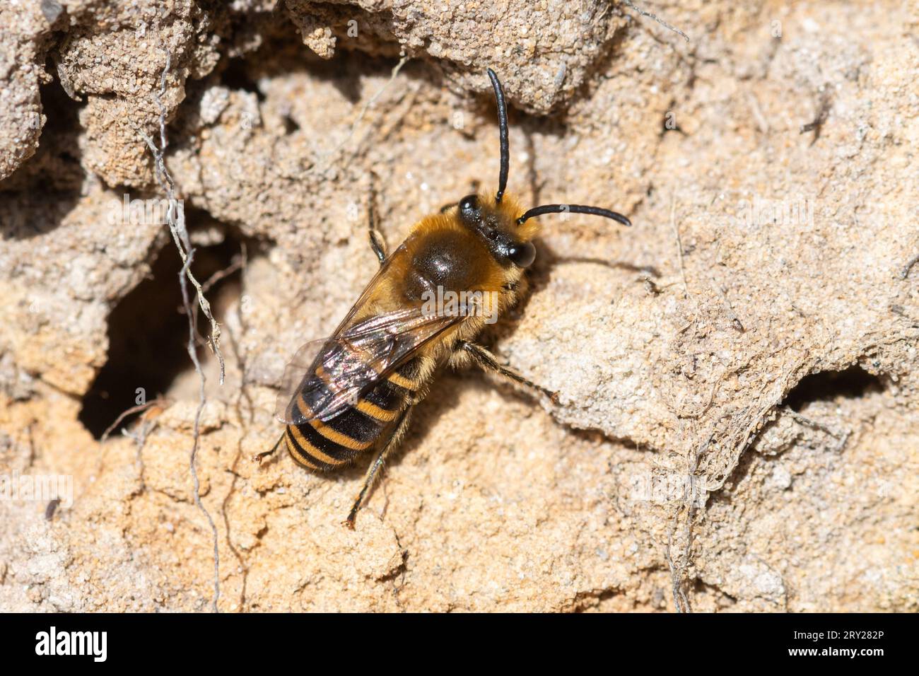 Ivy bee colony (Colletes hederae) in sandy bank on heathland in Surrey, England, UK, Ivy bee next to nest hole Stock Photo