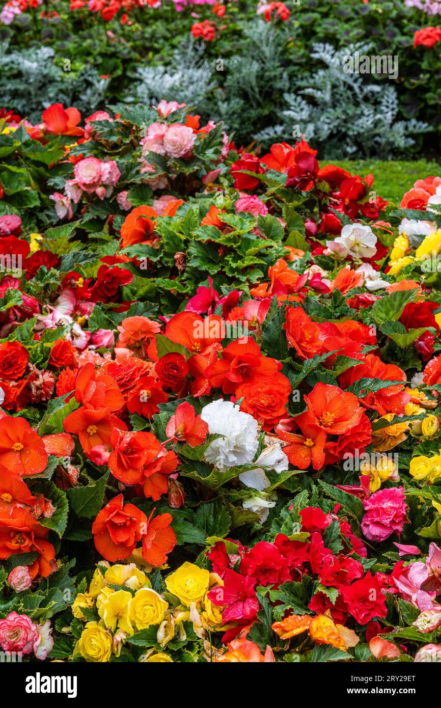 Begonias planted in a flower bed in a garden in Newquay in Cornwall in