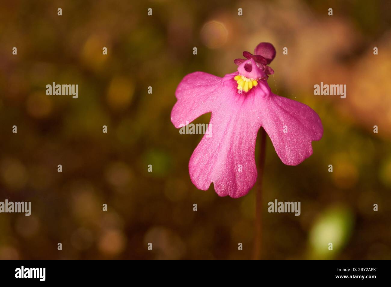 Pink Petticoat, Utricularia multifida, a wildflower and carnivorous plant species endemic to Western Australia. Stock Photo
