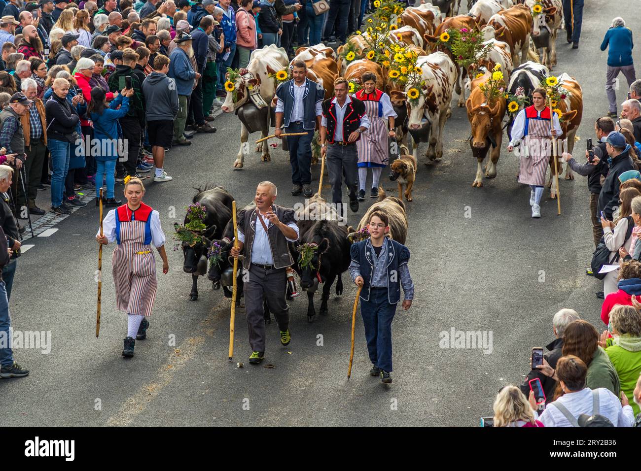 Autumnal ceremonial cattle drive from mountain pastures into the valley of Plaffeien, Switzerland. Alpine procession in Oberschrot. Every year in autumn, the cattle are driven from the summering on the alp back to the village in a procession. Stock Photo