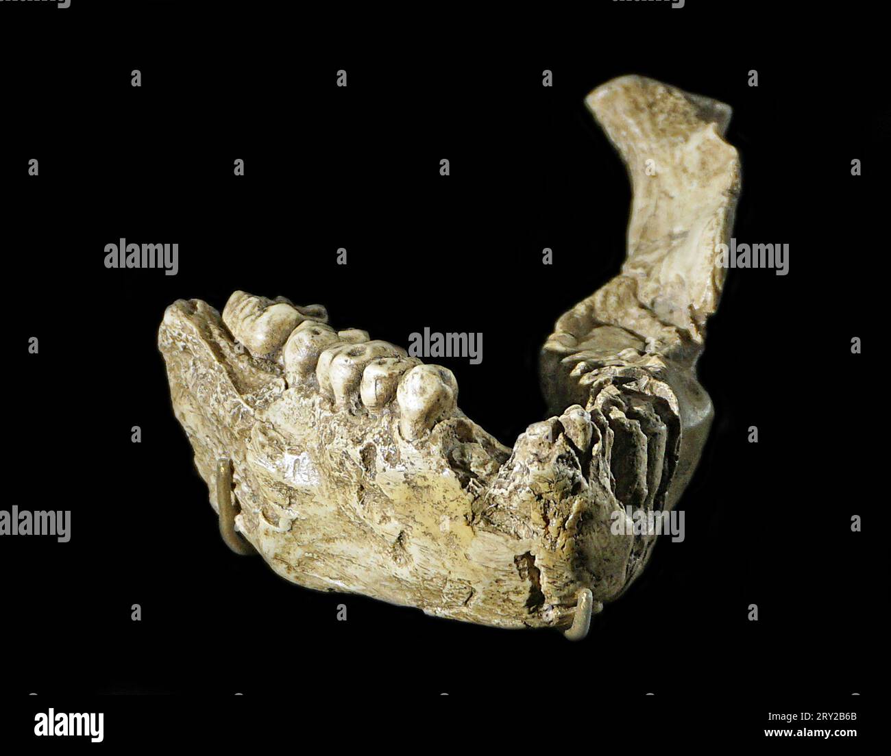 Australopithecus afarensis hi-res stock photography and images - Alamy