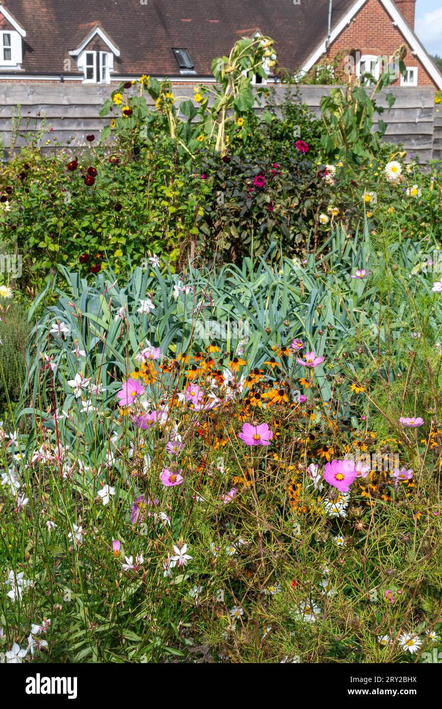 View of Patrick's Patch community garden in Beaulieu, Hampshire, England, UK, with variety of flowers in bloom during September Stock Photo