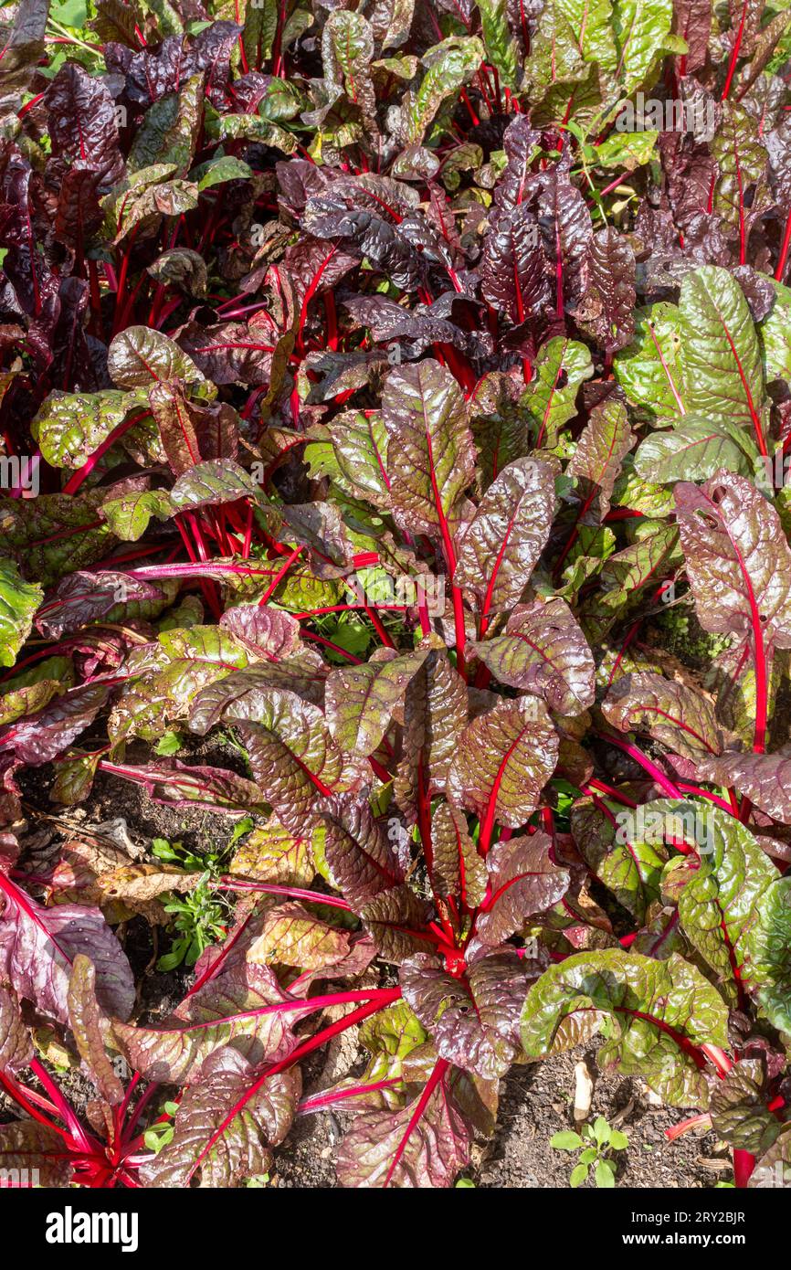 Chard 'Red Vulcan' variety growing in a vegetable garden in Hampshire, England, UK, during September Stock Photo