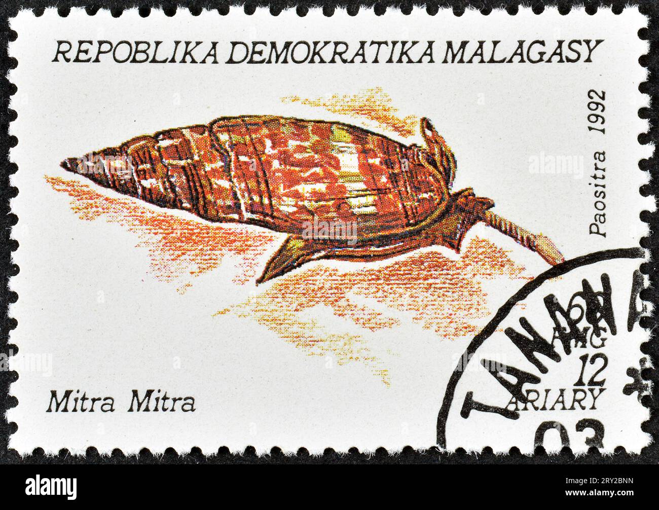 Cancelled postage stamp printed by Madagascar, that shows Episcopal Mitre (Mitra mitra), circa 1992. Stock Photo