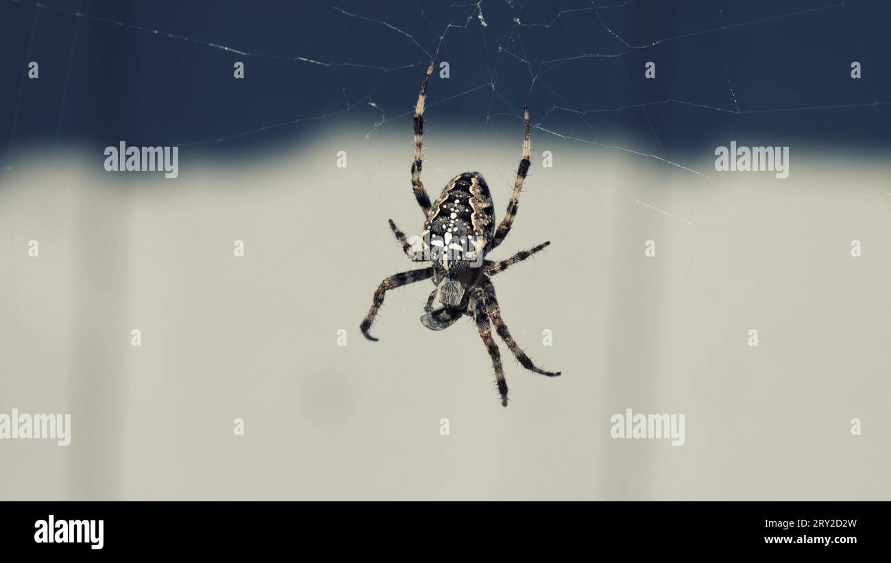 European Garden Spider with prey in spider web Stock Photo - Alamy