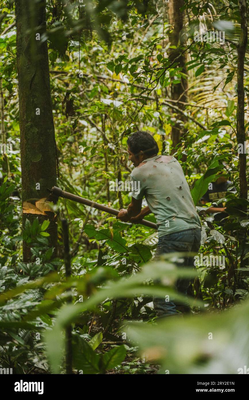 Back view of unrecognizable male working in woods and cutting down tree