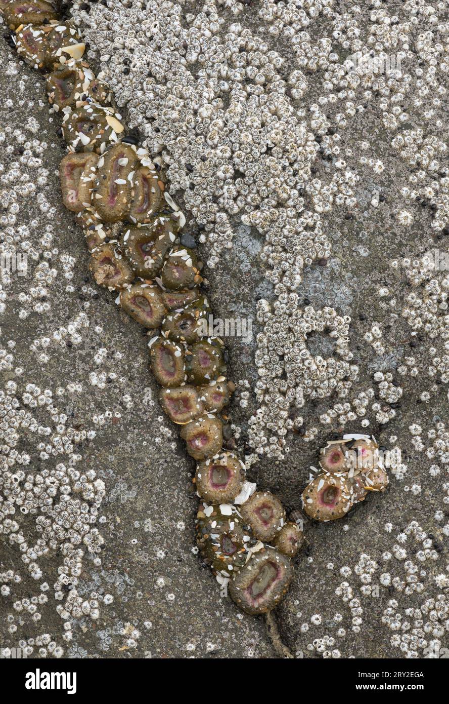 Low tide exposes a variety of sea life including anemones, and goose barnacles in ruby Beach, Olympic National Park, Washington coast Stock Photo