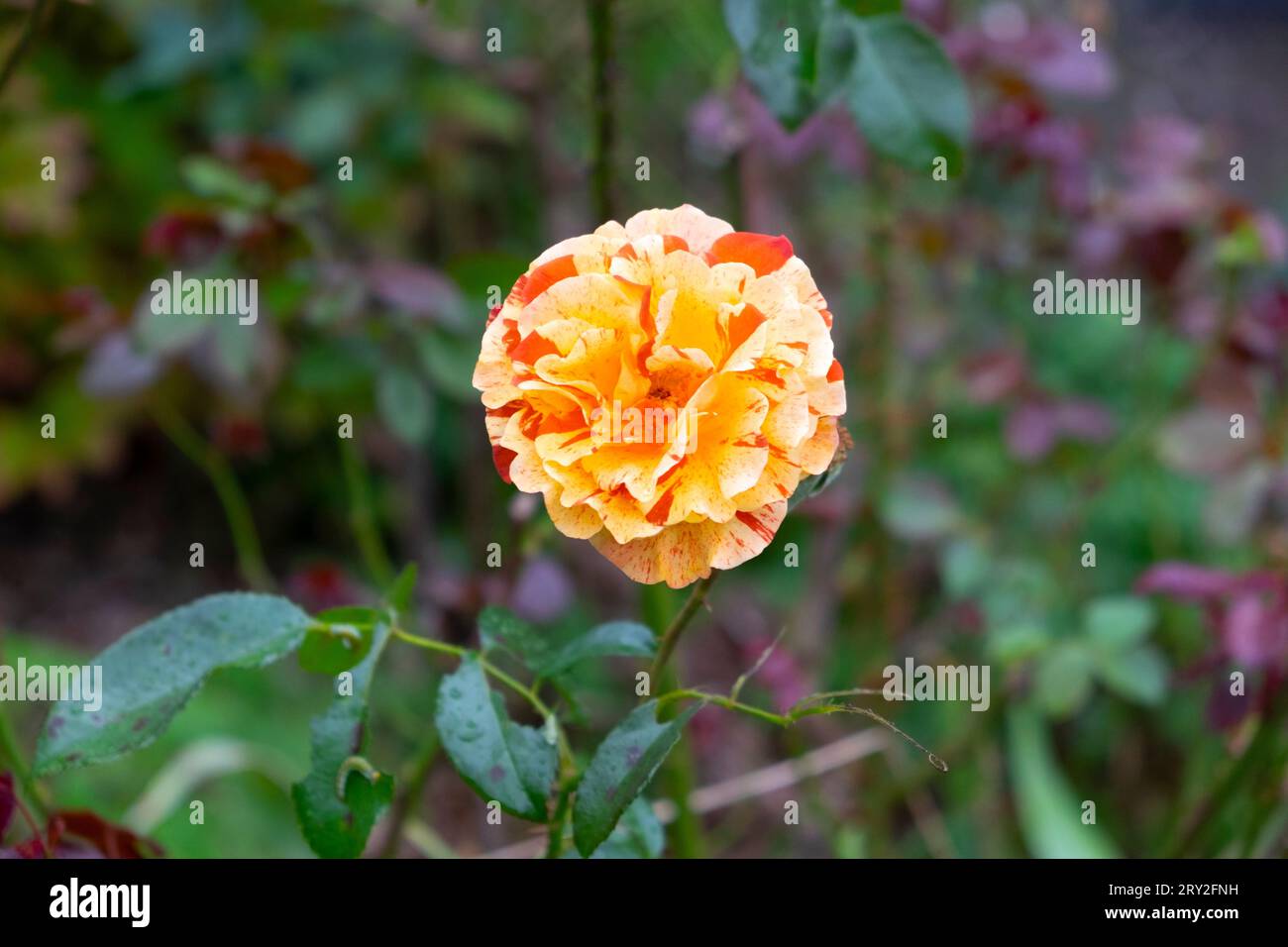 ‘Oranges and Lemons Papagena’ rose in bloom in autumn at the Horniman