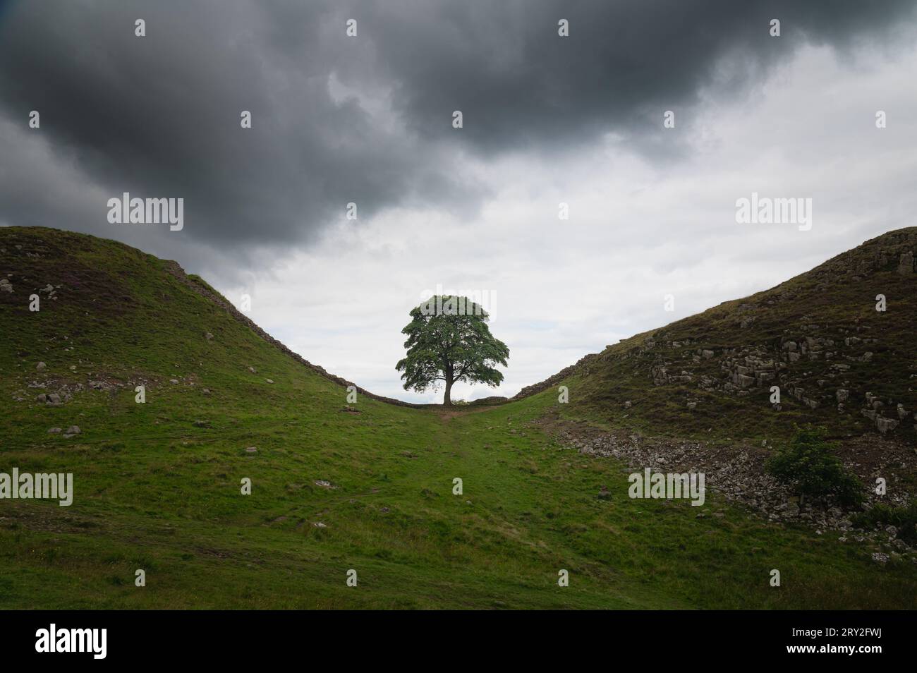 Sycamore Gap lone tree. Hadrian's wall, Northumberland. Stock Photo