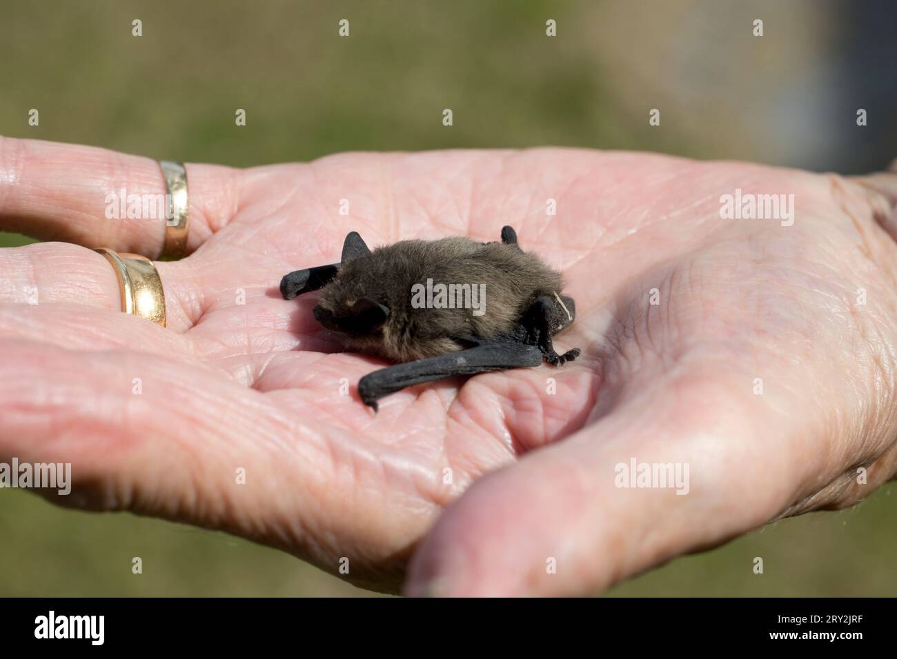 One Horseshoe bat Rhinolophus ferrumequinum in human hand found on garage floor Cotswold UK Stock Photo
