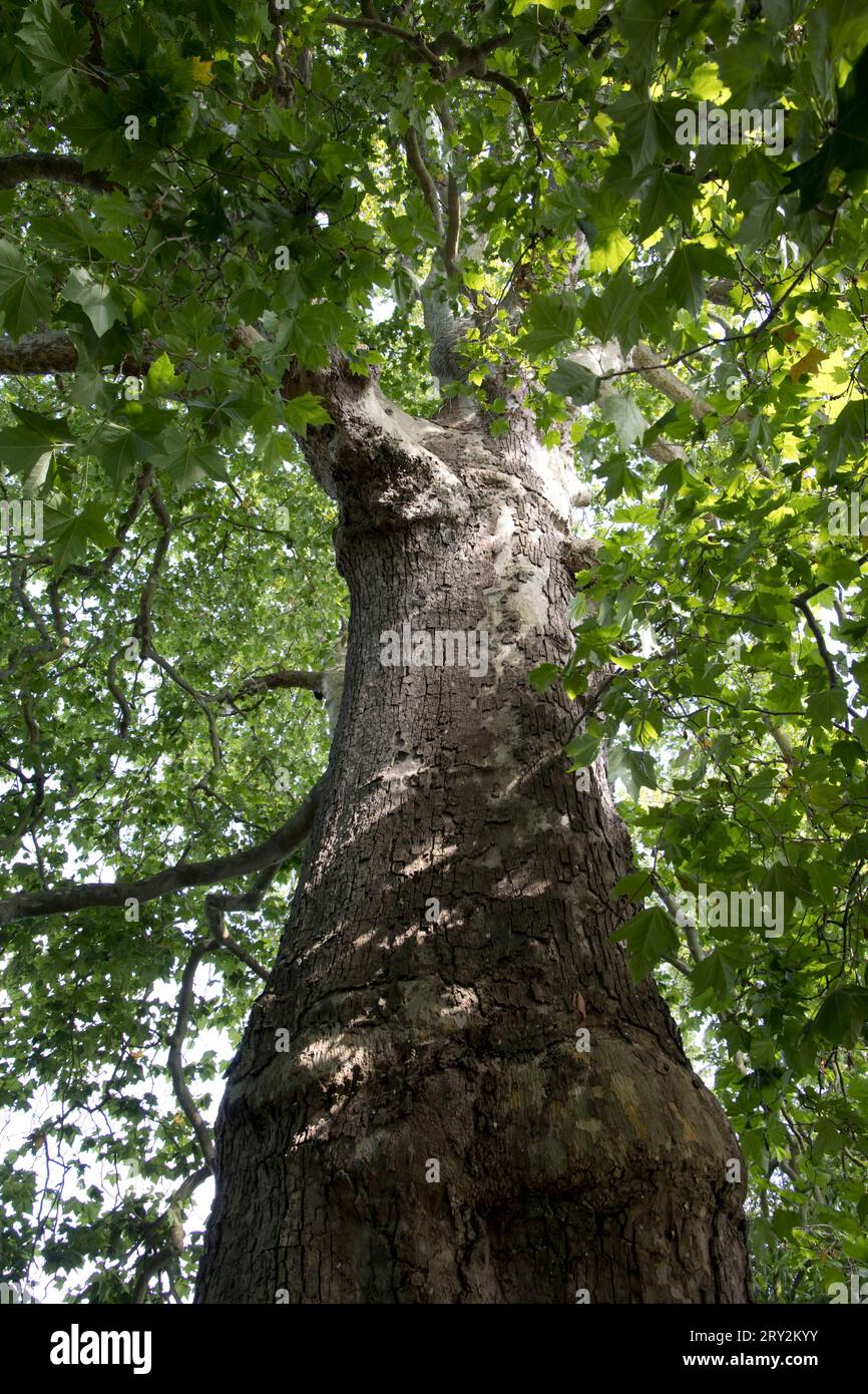 Worms eye view of large plane tree Platanus x acerifolia Stratford on Avon Stock Photo