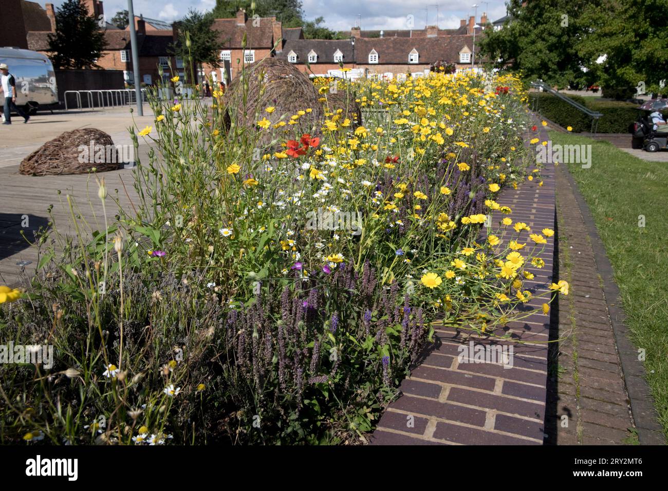 Wildflowers planted along wall outside Royal Shakespeare Theatre Stratford UK Stock Photo